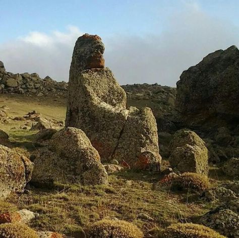 Petrified Giants, Stone Giant, Nephilim Giants, Ancient Discoveries, Before The Flood, Mysteries Of The World, Turn To Stone, Garden Of Earthly Delights, Giant Tree