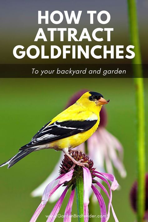 Nature lovers who attract finches will enjoy the sights, sounds, and antics of these fascinating birds. You can join them by learning how to attract finches to your yard. | #backyardbirds #birding #attractbirds #goldfinch Hummingbird Plants Perennials, Finch Bird House, Bee Spray, Golden Finch, Backyard Birds Watching, Bird Ideas, Backyard Birds Sanctuary, Backyard Birds Feeders, Gold Finch