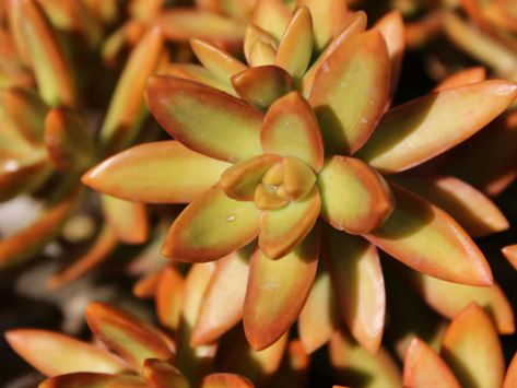 How to Grow and Care for a Golden Sedum (Sedum adolphii)  #sedum #succulentopedia #succulents #CactiAndSucculents #succulent #SucculentPlant #SucculentPlants #SucculentCollection #SucculentGarden #DesertPlants #SucculentCare #GrowingSucculents #SucculentPropagation Golden Sedum, Insectivorous Plant, Rose Plant Care, Kingdom Plantae, Large Indoor Plants, Waterwise Garden, Propagating Succulents, Plant Problems, Growing Succulents