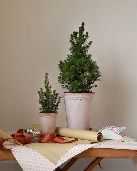 A simple potting trick for instant Christmas vibes 💫 Pot two trees in tall terracotta pots, and voila! 🙌🏻🎄 ⁠ ⁠ ⁠ 📷@bergspotter⁠ ⁠ Check the Pinterest board: BERGS Christmas. with christmas DIY, Christmas decor, small Christmas tree, christmas tree ideas Christmas styling, juledekoration, juldekoration, weihnachtsdekoration, 크리스마스장식, julepynt, decorationdenoel, scandi christmas, christmas inspo. Terracotta Christmas Decor, Coming Home For Christmas, Scandi Christmas, Holiday Arrangement, Easy Christmas Decorations, Small Christmas Trees, Christmas Post, Potted Trees, Christmas Inspo