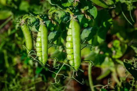 Kacang Polong, Growing Peas, Pea Plant, Pea Pods, Delicious Vegetables, Better Homes And Garden, Sugar Snap Peas, Bountiful Harvest, Snap Peas