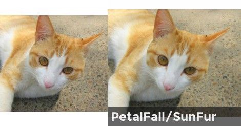 PetalFall/SunFur | Whats your Warrior name and look? Warrior Cats Quiz, Warrior Cats Name Generator, Warrior Name, Warrior Cat Names, Warrior Names, Cat Stories, Name Generator, Cat Names, Warrior Cats