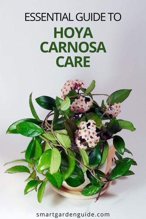 Hoya Flowers Blooming, Hoya Carnosa Care, Carnosa Hoya, Hoya Bloom, Hoya Carnosa Compacta, Hindu Rope Plant, Special Plants, Rope Plant, Hoya Plant