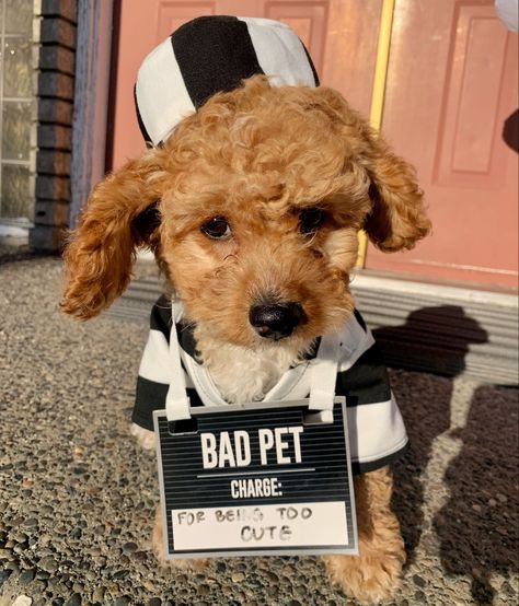 #halloweenpuppy #maltesepoodle #maltipoo #puppycostume #prisonerpuppy #halloweendog #dogoftheday #puppy #dog Maltipoo Halloween Costumes, Halloween Puppy, Maltese Poodle, Puppy Costume, Miniature Poodle, Dog Halloween, Puppy Dog, Maltese, Dog Days