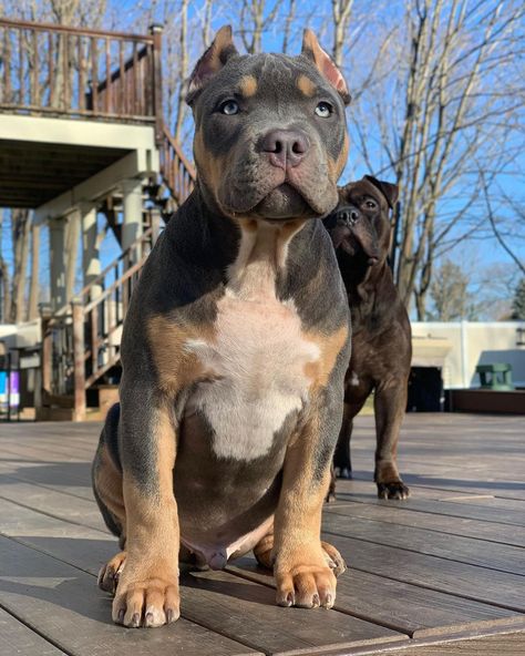 American Bully Classic, American Bully Puppy, American Bully Dog, Bully Puppy, Pitbull Dog Breed, Bully Dogs, Bully Breeds Dogs, Dog Family, Dog Baby