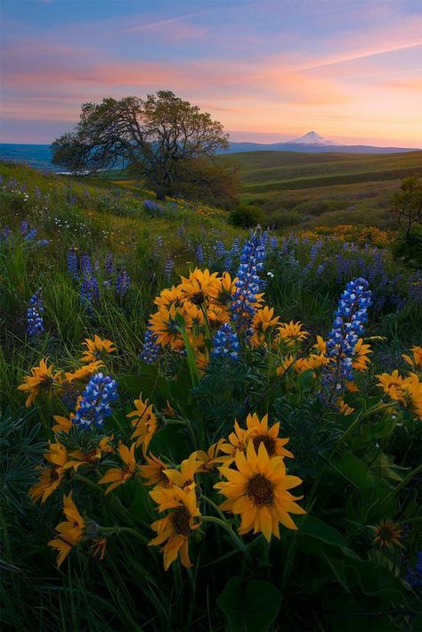 Spring Landscape Photography, Spring Scenery, Breathtaking Photography, Spring Pictures, Scenery Pictures, Mt Hood, Spring Landscape, Pretty Landscapes, Airbrush Art