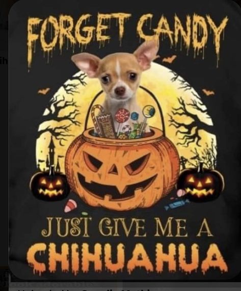 Chihuahua Quotes, Halloween Chihuahua, Halloween Dogs, Teacup Chihuahua Puppies, Chihuahua Art, Baby Chihuahua, Chihuahua Mom, Chihuahua Funny, Dog Jokes