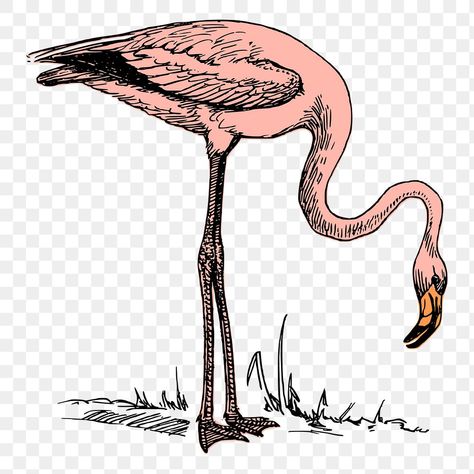 Flamingo Clip Art, Flamingo Clipart, Vintage Flamingo, Png Vintage, Vintage Illustrations, Clipart Black And White, Pink Flamingo, Public Domain Images, Pink Flamingos