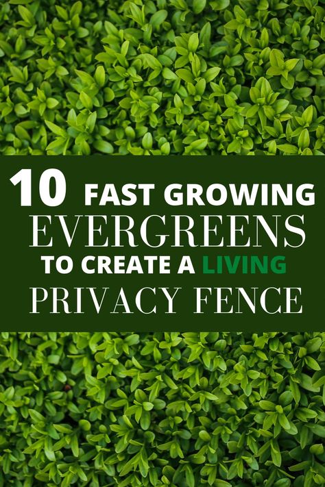 Plants As Fence, Fencing With Plants, Plants Instead Of Fence, Hedge Bushes For Privacy, Evergreen Fence Plants, Evergreen Fence Ideas, Hedging Ideas Privacy, Fence Hedge Ideas, Greenery Privacy Fence