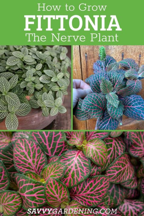 How to grow and care for the nerve plant Fittonia. This is a great houseplant because it has brilliant foliage. Take a look at all of the gorgeous varieties of Fittonia you can try. As a tropical plant, these guys love humidity and warmer weather. get the tips on how to care for these guys here plus growing tips and more. Deer Resistant Annuals, Mosaic Plant, Nerve Plant, Rainforest Plants, Air Plants Care, The Nerve, Bottle Garden, Growing Tips, Indoor Flowers