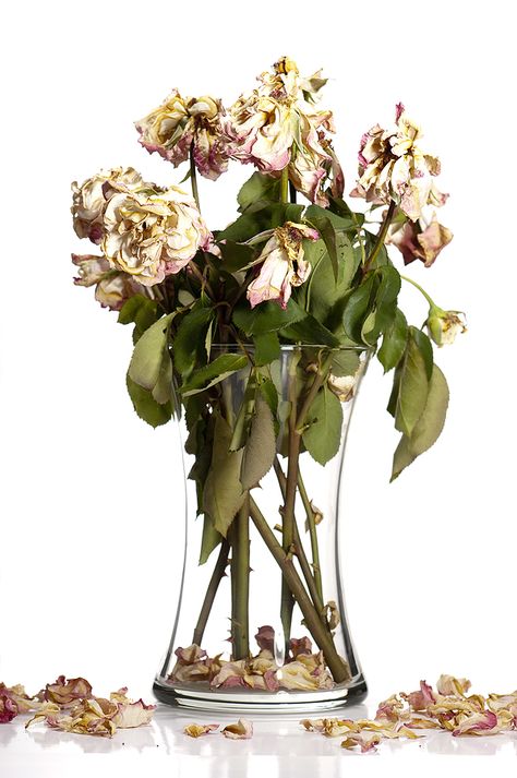 Dead Roses Wilted Bouquet, Exam Inspiration, Dried Flowers Vase, Faded Flowers, Dead Roses, Dried Roses, Instead Of Flowers, Drying Roses, Flowers Vase