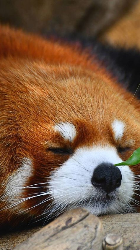 Panda Wallpaper Iphone, Panda Background, Largest Domestic Cat, Red Panda Cute, Rabbit Wallpaper, Sleeping Animals, Red Pandas, Trash Panda, Cute Animals Images