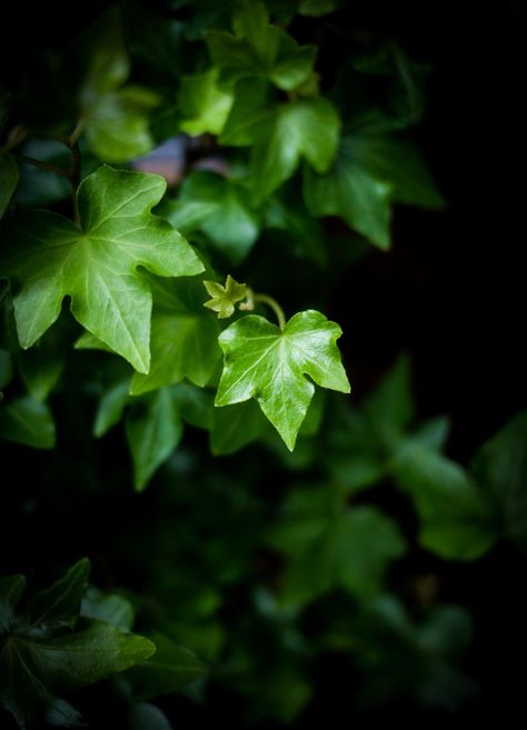 Ivy plant by Wei-San Ooi  on 500px Green Traffic Light, Ivy Photography, Ivy Cottage, Ivy Plant, Leaves Photography, English Ivy, Ivy Leaves, Chinese Evergreen, Ivy Plants