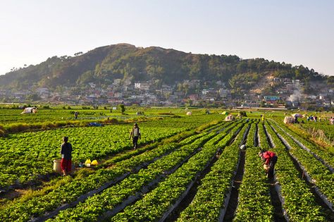 Strawberry Farm La Trinidad Benguet Philippines Strawberry Farm Baguio, Philippine Farm, Farm Philippines, Benguet Philippines, Agriculture Pictures, Philippines Destinations, Travel Philippines, Farm Pictures, Nostalgia Art