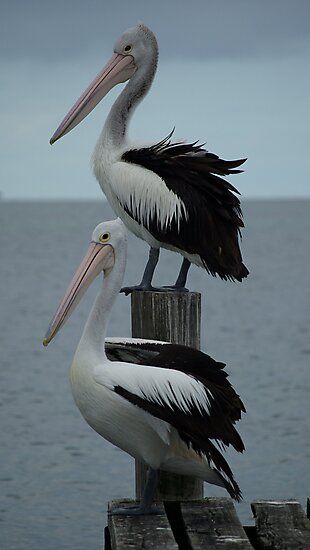 Australian Pelican • Millions of unique designs by independent artists. Find your thing. Australian Pelican, Pelican Art, Pelican Bird, Coastal Birds, Best Cameras, Australian Birds, Bird Pictures, Tropical Birds, Bird Drawings