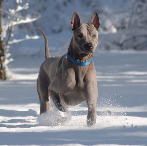 Thai ridgeback dog Thai Ridgeback, Ridgeback Dog, Socializing Dogs, Unique Dog Breeds, Rare Dogs, Rare Dog Breeds, Hairless Dog, Dog Playing, Winter Puppy