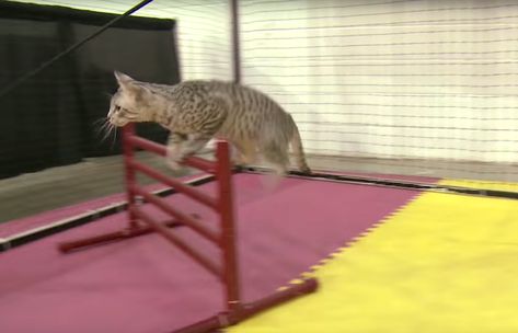 Cat Agility Course, Cat Jungle Gym, Cat Jungle, Spotted Cat, Pet Projects, Kitty Baby, Cat Birthday Party, Jungle Gym, Puppies And Kitties