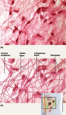 Loose connective tissue: areolar tissue - Loose arrangement of collagenous and elastic fibers and plenty of blood vessels.  Areolar tissue is located around blood vessels, nerves, esophagus, and trachea.  It's main function is to allow passage of nerves and blood vessels through other tissues and provides some sort of immune defense! Loose Connective Tissue, Microscope Pictures, Histology Slides, Cells And Tissues, Medical School Studying, Connective Tissue, Microscopes, Med Student, Medical Science