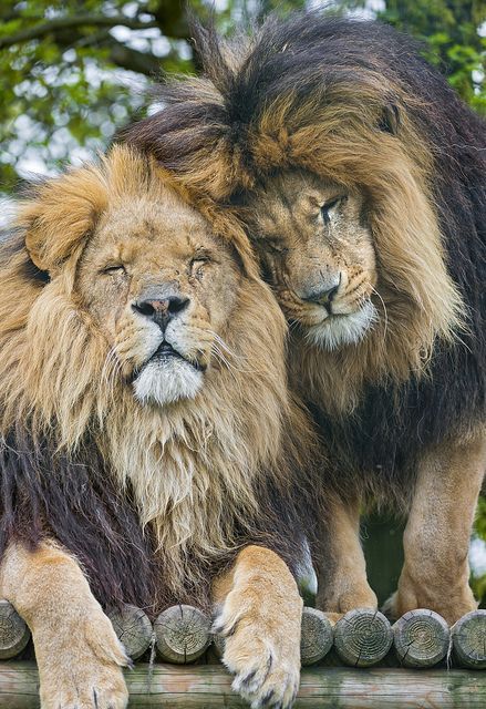 Lion brothers - this is so sweet!  Lions are becoming endangered thanks to "trophy" hunters!!! Gato Grande, Lion Love, Cheetahs, Animal Planet, The Animals, 귀여운 동물, Beautiful Cats, Animals Friends, Big Cats