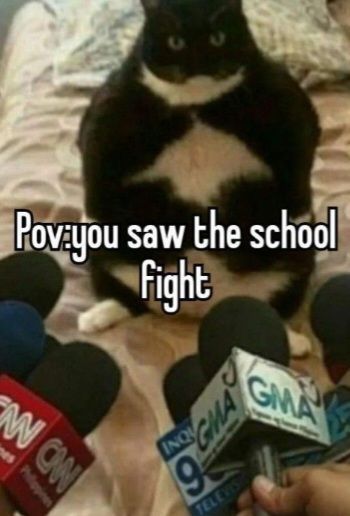 Silly Cats Pictures, Relatable Stuff, Relatable Post Funny, Very Funny Pictures, Nagano, Some Funny Jokes, Really Funny Joke, Funny Relatable Quotes, Silly Cats