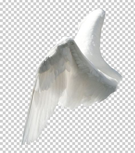 Wings Png For Editing, Angel Wings Side View, Angel Wings Edit, Wings Aesthetics, White Wings Angel, Flame Wings, Wing Png, Png Angel, Peacock Wings