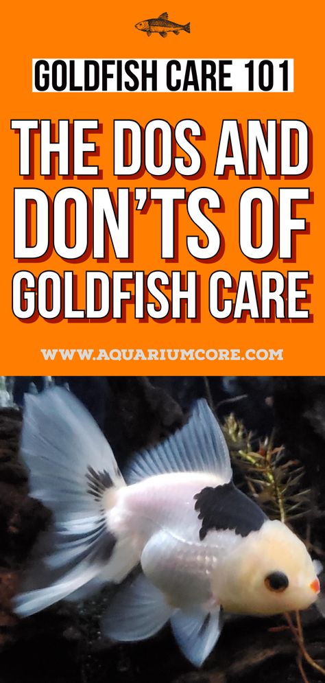 goldfish care Gold Fish Aquarium Ideas, Goldfish Care Guide, Small Goldfish Tank, How To Take Care Of Goldfish, Goldfish Care Tips, Fish Tank Goldfish, Fancy Goldfish Tank Ideas, Goldfish Bowl Ideas, Gold Fish Tank Ideas