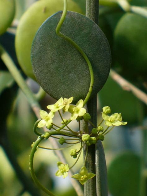 Xerosicyos danguyi - Silver Dollar Plant a climbing vine with cylindrical stems and thick, succulent, round leaves. The leaves are grey... Silver Dollar Plant, Dollar Plant, Evergreen Climbers, Biennial Plants, Chinese Money Plant, Yellowish Green, Green To Blue, Garden Grove, Plant Diseases