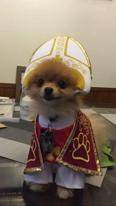 Puppy Pope Puppy Dress, Marriage Vows, The Pope, 10 Funniest, Joan Rivers, Dog Costume, Wedding Vows, Net Worth, Art History