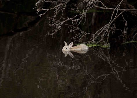 Swimming Rabbit | Today while watching for birds this rabbit… | Flickr Duke Photography, Southern Gothic, Pretty Animals, White Rabbit, Photography Inspo, 귀여운 동물, Art Inspo, Fairy Tales, Art Photography