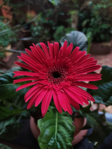 Gerbera jamesonii in the garden #plants #flowers #ria Barberton Daisy, Gerbera Jamesonii, Plants Flowers, In The Garden, Garden Plants, The Garden, Daisy, Plants, Flowers