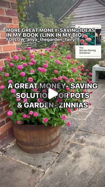 Anya Lautenbach on Instagram: "Follow @anya_thegarden_fairy 📣MORE IN MY BOOK- link in my bio  ➡️ ONE PACKET OF SEEDS AND HARDLY ANY MONEY SPENT- ZINNIAS IN POTS   If you would like to learn more, please subscribe to my IG channel. Visit my profile and click on ‘SUBSCRIBE’.  WHEN TO SOW⬇️ 🧚🏻 UNDER COVER: March- May 🧚🏻 Plant outside after the danger of frost has passed  🧚🏻 SOW DIRECT: May -June  🧚🏻 SPACING IN THIS POT: 10 cm (4”) apart  FLOWERING⬇️ 🧚🏻 July- until first frost  ABOUT ZINNIAS⬇️ 🧚🏻 Zinnias do best in hot, dry summers, need good drainage and very sunny ( at least 6 hours of full sun a day)  position.  🧚🏻 Zinnias benefit from regular feeding ( I use my own Comfrey feed- recipe and details how to dilute it on page 70 in my book)   VASE LIFE⬇️ 🧚🏻 7 days  EXTRAS ⬇️ Zinnia Flowers In Pots, Zinnia In Pots, Zinnias In Containers, Zinnias In Pots, Book Vase, Zinnia Flowers, Annual Flowers, In Hot, Garden Inspiration