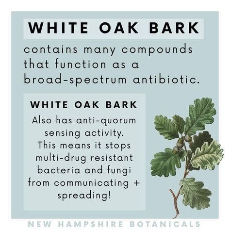 New Hampshire Botanicals on Instagram: “White oak bark also contains QUERCETIN, a plant-based antihistamine + anti-inflammatory! ————— You can find locally harvested white oak…” Plant Chemistry, Herbs Magic, Herbal Benefits, Magic Herbs, Instagram White, White Pine, Health Info, White Oak, New Hampshire