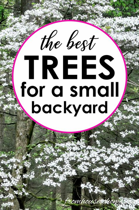 This list of the best backyard trees will give you lots of ideas for trees that will provide shade and privacy even if you have a small yard. #fromhousetohome #gardeningtips #gardenideas #tree #gardening Best Backyard Trees, Privacy Backyard, Flowers Full Sun, Shade Loving Shrubs, Full Sun Flowers, Full Sun Shrubs, Trees For Front Yard, Diy Gardening Ideas, Japanese Cherry Tree