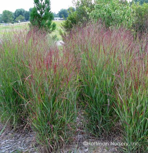 Panicum Shenandoah, Miscanthus Gracillimus, Panicum Virgatum, Prairie Planting, Perennial Grasses, Commercial Landscaping, Grasses Landscaping, Grasses Garden, Garden Shrubs