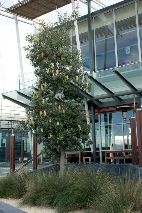 Banksia integrifolia underplanred with poa grasses Bush Landscaping, Banksia Integrifolia, Feature Tree, Australian Gardens, Rustic Coastal Decor, Plant Palette, Planting Combinations, Australian Garden Design, Coastal Exterior