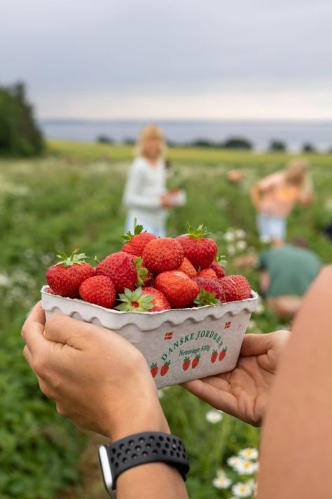 Hands holding a box full of freshly picked strawberries on a strawberry field in Denmark Denmark Aesthetic, Sandy And Danny, Danish Summer, Things To Do In Summer, Denmark Travel, Scandinavian Aesthetic, Strawberry Picking, Cottage Aesthetic, Summer Cottage