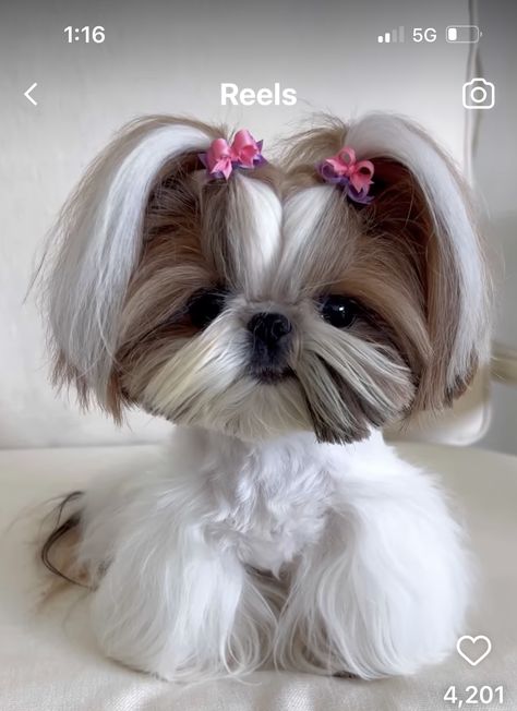 Shitzu Hairstyles, Cute Shitzu Haircuts, Shih Tzu Hairstyles, Shipoo Dogs, Shih Tzu Grooming Styles Female, Puppy Hairstyles, Dog Hairstyles Shih Tzu, Shih Zhu Haircuts, Hairstyles For Dogs Shih Tzu