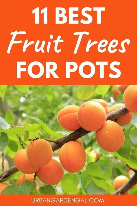 Trees For Pots, Best Fruit Trees To Grow, Trees In Containers, Fruit Trees In Containers, Plantarea Legumelor, Potted Fruit Trees, Fruit Tree Garden, Growing Vegetables In Pots, Growing Fruit Trees