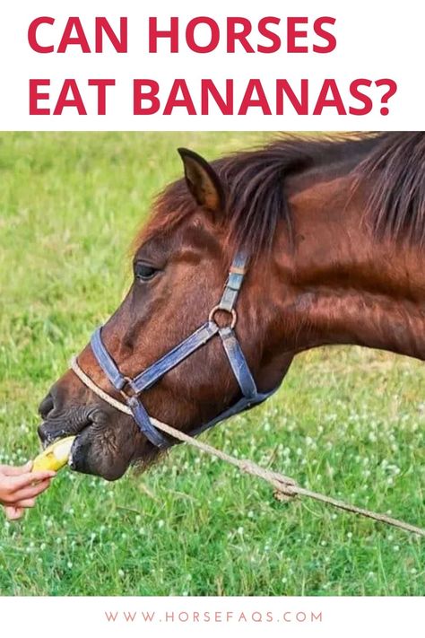 Horses eating bananas is probably not the first thing that comes to your mind when you think about healthy treats. But they will actually eat some weird things that you didn’t think they would like. #horses #horsefood #horsefoodthebest #Horsehealth #horseracing #horseracingphotography #horseracingtips #horseracingcruelty #horseracingkills Equine Care, Horse Food, Race Photography, Eating Bananas, Horse Health, Weird Things, Healthy Treats, Horse Racing, Bananas