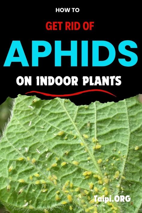 How to Get Rid of Aphids on Indoor Plants - The American Indoor Plants Informer Plant Song, Indoor Fruit Trees, Get Rid Of Aphids, Plants That Repel Bugs, Insecticidal Soap, Health And Vitality, Plant Problems, Jade Plants, Beneficial Insects