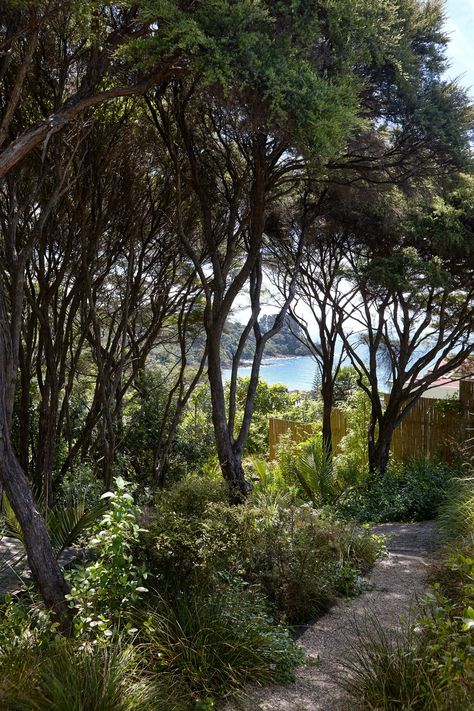 Beach House Garden, Australian Native Garden, Natural Landscaping, Growing Peonies, Community Projects, Waiheke Island, Native Plant Gardening, Garden On A Hill, White Landscape