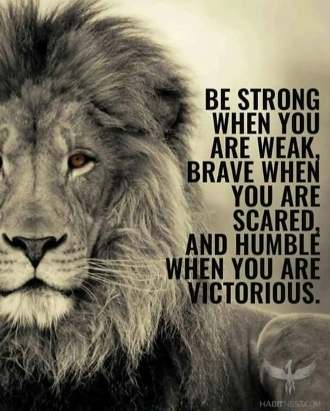 Lioness Quotes, Citation Encouragement, Lion Quotes, Brave Quotes, Tattoos Inspiration, Lion Images, Inspirational Quotes About Success, Warrior Quotes, Ideas Quotes