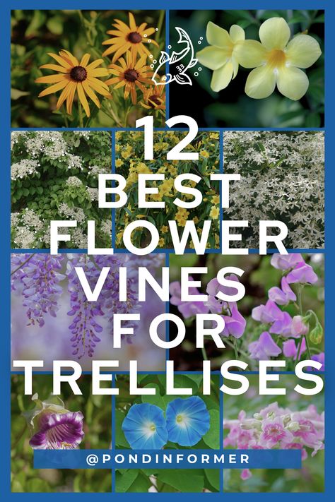 Elevate your garden to new heights with these stunning flowering vines! Uncover the beauty of vertical gardening as we present the 12 best flowering vines that thrive on trellises. From the romantic wisteria to the vibrant clematis, these climbing wonders not only add a burst of color but also bring a touch of grace to your outdoor space. #FloweringVines #TrellisGarden #GardenDesign #Trellis #Vines #Flowers #GardenTips #TopPicks Flower Archway Garden, Flowering Climbing Plants, Best Vines For Trellis, Trellis Flowers Ideas, Full Sun Climbing Plants Flowering Vines, Carolina Jasmine Vine Trellis, Plants For Trellis Climbing Flowers, Best Climbing Plants Trellis, Vine Flowers Climbing