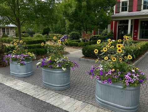 Raised Bed Vegetable Garden, Horse Trough, The Perfect Score, Perfect Score, Planting Sunflowers, Water Trough, Stock Tank, Wildlife Habitat, The Sunflower