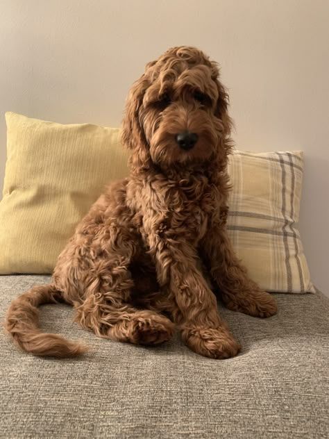 Cockapoo Full Grown, Goldendoodle Grooming Styles, Golden Retriever Doodle, Puppy Necessities, Red Cockapoo, Dog Fever, Mini Golden Doodle, Goldendoodle Grooming, Doodle Breeds