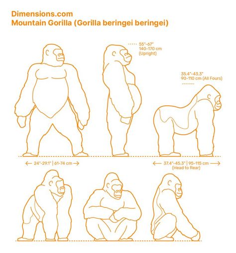 How To Draw A Gorilla, Gorilla Sketch, Gorilla Drawing, Cartoon Gorilla, Gorilla Illustration, Mammals Animals, Gorilla Art, Wolf Poses, Gorilla Gorilla