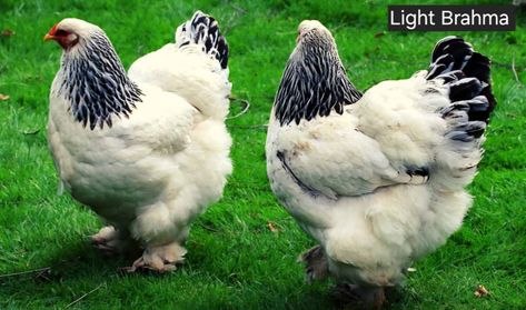 Chicken Breed Types Category Light Brahma Chicken, Light Brahma, Brahma Chicken, Chicken Bird, Coop Design, Health Management, Chicken Breeds, Game Birds, Coop