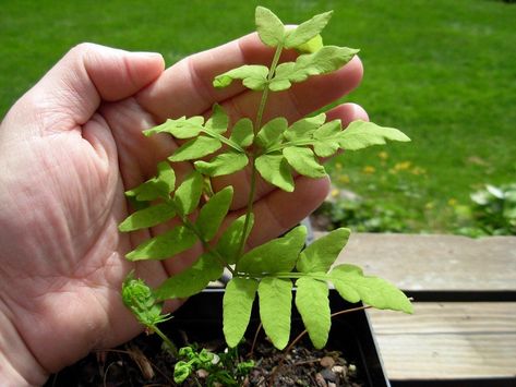 Royal Fern Care – How To Plant Royal Ferns In The Garden Fern Plant Care, Royal Fern, Water Ferns, Fern Care, Indoor Ferns, Ferns Care, Ferns Garden, Organic Compost, Plant Problems