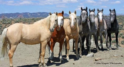 Cowboy Dedicates 11,000 Acres to a Wild Mustang Horse Sanctuary - Horsey Hooves Wild Horses Mustangs, Horse Pics, Mustang Horse, Funny Horses, Wild Mustangs, All About Horses, Beautiful Pics, Wild Horse, Horse Photos