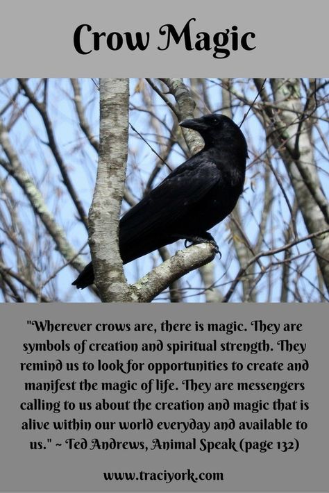 Maybe that's why I like crows so much! Crow Magic, Crow Spirit Animal, Animal Spirit Guides, Witchcraft Spell Books, Witch Spell Book, Witch Magic, Wiccan Spells, Bohol, Spells Witchcraft